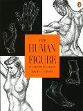 Human Figure An Anatomy For Artists