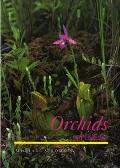 Orchids Of Indiana