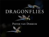Dragonflies Magnificent Creatures of Water Air & Land
