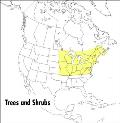 Field Guide to Trees & Shrubs Northeastern & North Central United States & Southeastern & South Central Canada