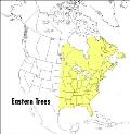 Field Guide to Eastern Trees Eastern United States & Canada Including the Midwest