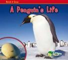 A Penguins Life