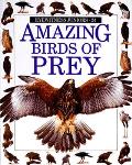 Amazing Birds Of Prey Eyewitness Junior