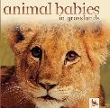 Animal Babies In Grasslands