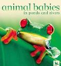 Animal Babies In Ponds & Rivers
