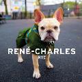 Rene Charles NYC Little Bulldog in the Big City