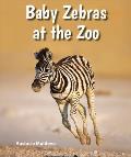 Baby Zebras at the Zoo
