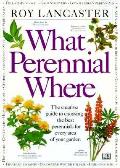What Perennial Where