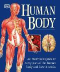 Human Body An Illustrated Guide To Every Part Of The Human Body & How It Works
