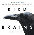 Bird Brains The Intelligence Of Crows