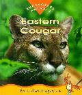 Eastern Cougar Endangered Animals Series