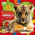 Big Book of Animals Lego Nonfiction