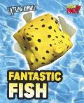 Fantastic Fish