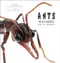 Ants Workers of the World