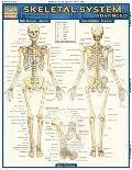 Skeletal System Advanced Laminated Reference