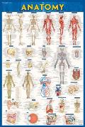 Anatomy Laminated Poster