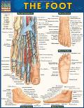 Foot Laminated Reference