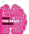 How the Brain Works The Facts Visually Explained