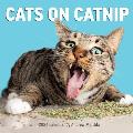 Cats on Catnip Wall Calendar 2024: A Year of Cats Living the High Life and Feeling Niiiiice