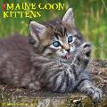Just Maine Coon Kittens 2021 Wall Calendar