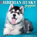 Just Siberian Husky Puppies 2021 Wall Calendar (Dog Breed Calendar)