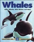 Whales Killer Whales Blue Whales & More