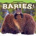 Montana Babies!
