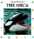 Orca Admiral Of The Sea