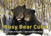 Busy Bear Cubs