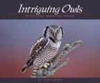 Intriguing Owls Extraordinary Images & Insight
