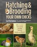 Hatching & Brooding Your Own Chicks Chickens Turkeys Ducks Geese Guinea Fowl