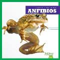 Anfibios (Amphibians)