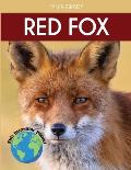 Red Fox Fascinating Animal Facts for Kids Tyler Grady