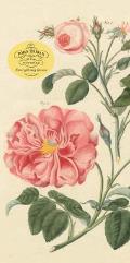 John Derian Paper Goods: Everything Roses Notepad