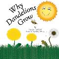 Why Dandelions Grow