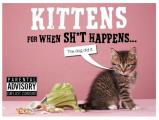 Kittens for When Sht Happens
