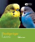 Budgerigar: Understanding and Caring for Your Pet
