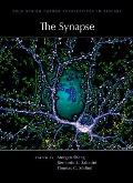 The synapse