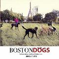 Boston Dogs