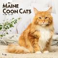 Maine Coon Cats 2022 Square