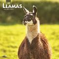 Llamas 2023 Square