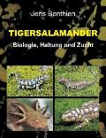 Tigersalamander: Biologie, Haltung und Zucht