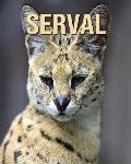 Serval: Children's Book of Amazing Photos and Fun Facts about Serval