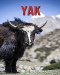 Yak: Amazing Pictures & Fun Facts on Animals in Nature