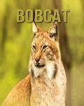 Bobcat: Fun Facts & Cool Pictures